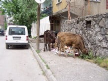 Muş Haber Fotoğrafı