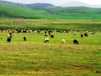 Muş Haber Fotoğrafı