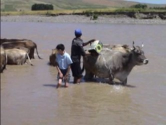 Hayvanları yıkayarak serinletiyorlar