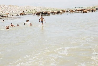 Hayvanlarla aynı suda serinlemeye çalışıyorlar