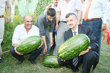 Karpuz üreticisinin yüzü gülüyor