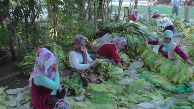Tütün kırımı başladı