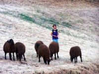 Yaz mevsimiyle birlikte minik çoban sayısı arttı..