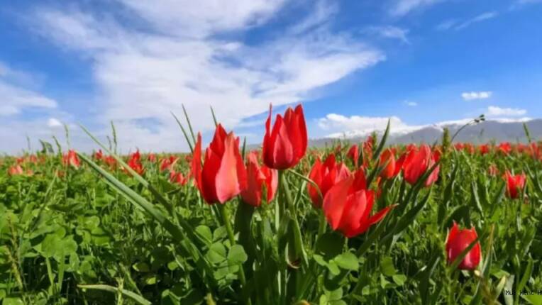 Muş Haber Fotoğrafı