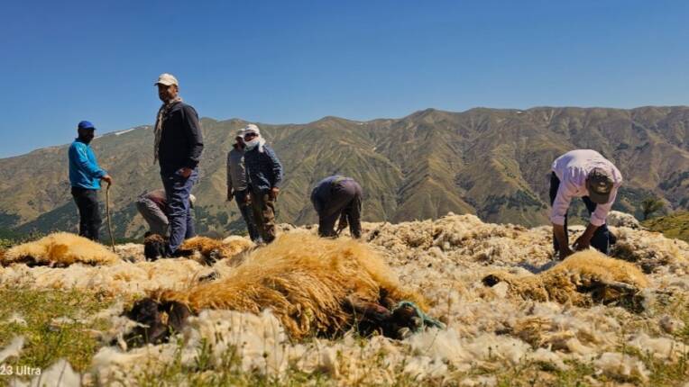 Muş’ta Besiciler Yaylalarda Koyun Kırpmaya Başladı