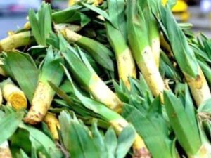 Doğal antibiyotik pazarda yerini aldı