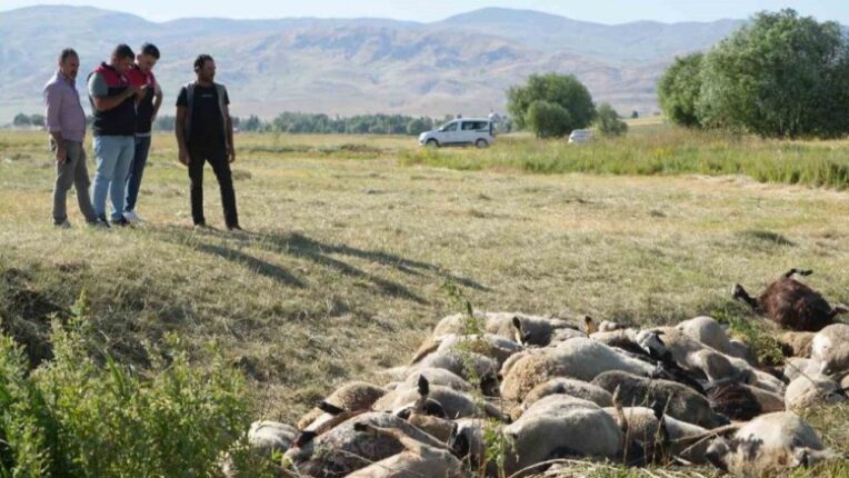 Muş’ta Sürünün Panikle Dağılması Sonucu 150 Koyun Telef Oldu