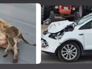 Aniden Yola Çıkan İnek Kazaya neden oldu