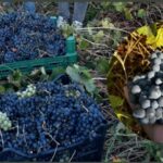 Aromasıyla Meşhur Muş Üzümü Bu Yıl Erken Olgunlaştı
