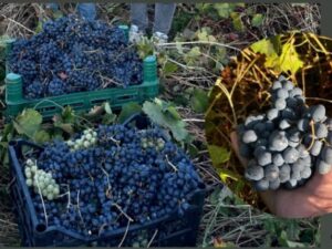 Aromasıyla Meşhur Muş Üzümü Bu Yıl Erken Olgunlaştı