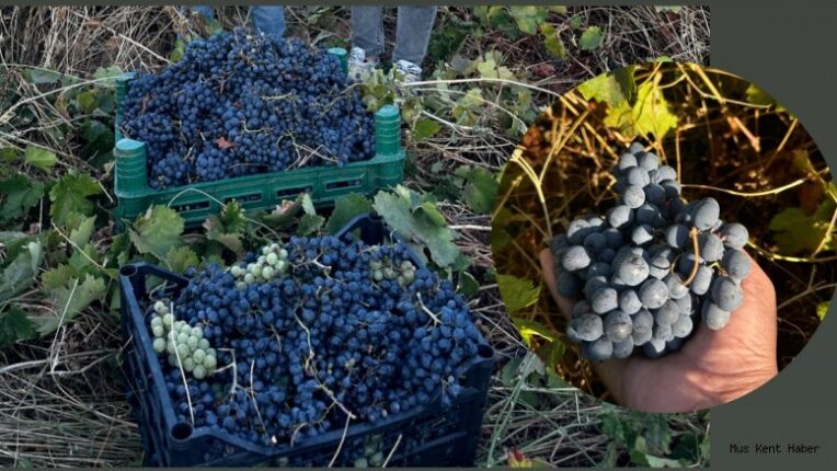 Aromasıyla Meşhur Muş Üzümü Bu Yıl Erken Olgunlaştı