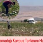 Muş’ta Çiftçi Satamadığı Karpuz Tarlasını Halka Açtı