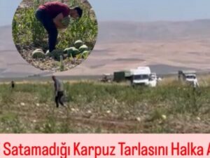 Muş’ta Çiftçi Satamadığı Karpuz Tarlasını Halka Açtı