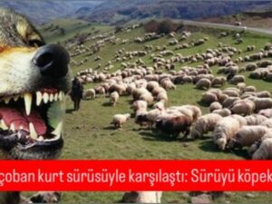 Muş’ta çoban kurt sürüsüyle karşılaştı: Sürüyü köpekler kurtardı
